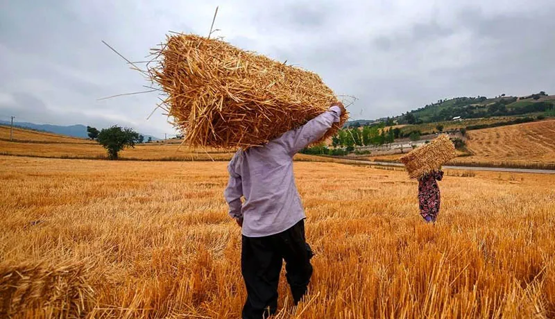 کشاورزان همچنان چشم‌انتظار تشکیل شورای قیمت‌گذاری