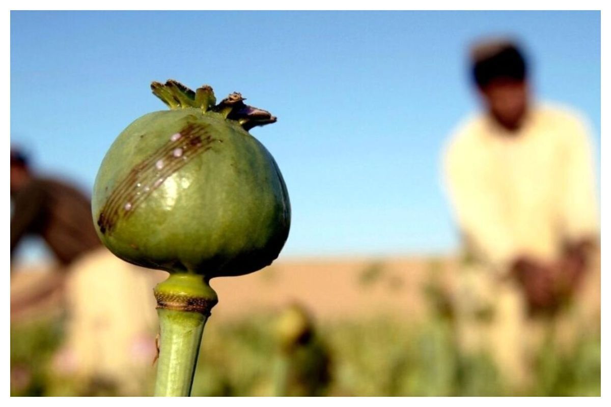 کاشت خشخاش در ایران