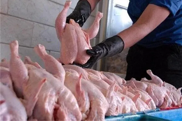 عرضه مرغ ۳ برابر شد / با خرده فروشان متخلف برخورد می‌شود