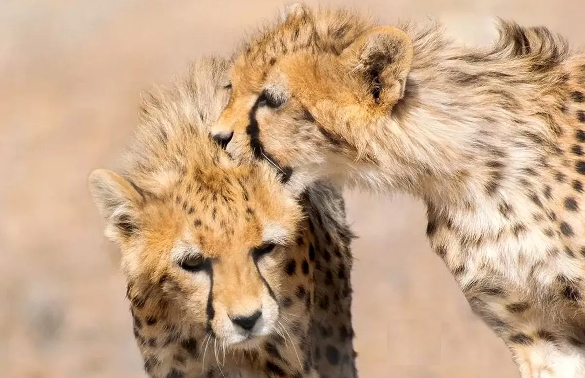 فیلم/ بازیگوشی‌های آذر و توران