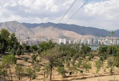 حال و روز درختان پارک جنگلی چیتگر