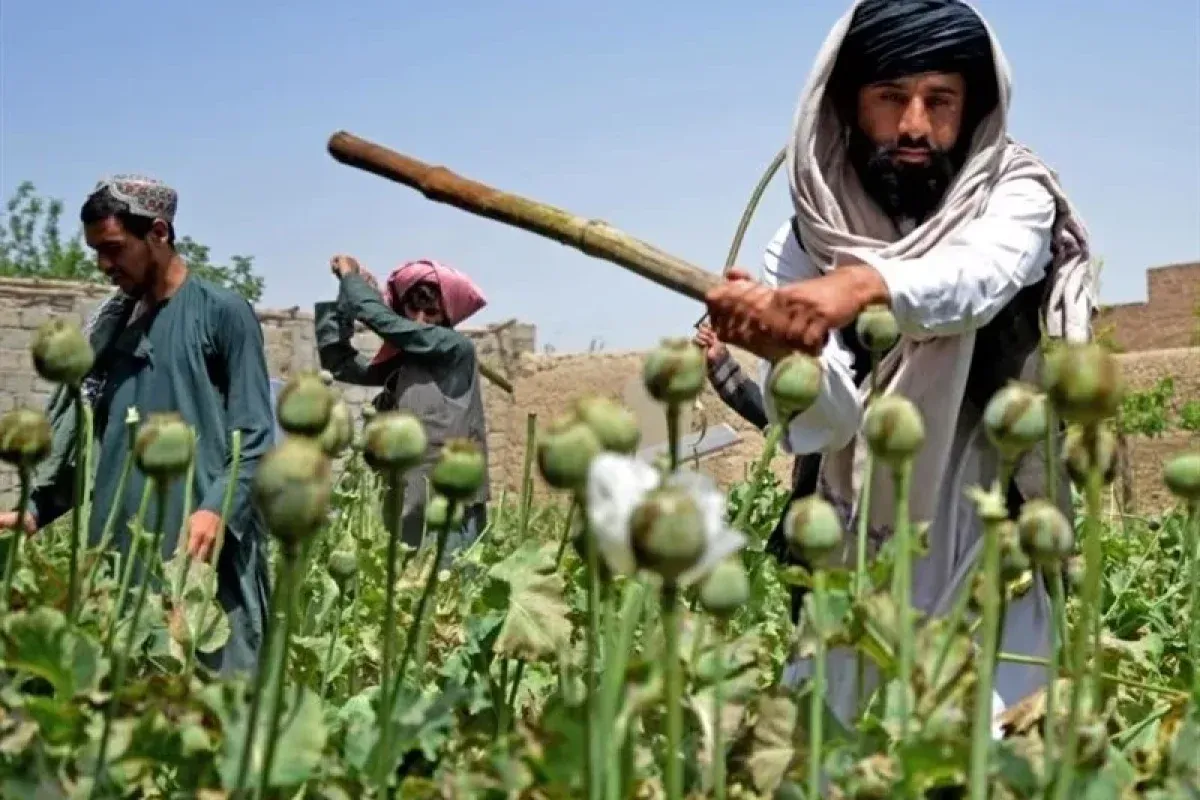 کشت خشخاش