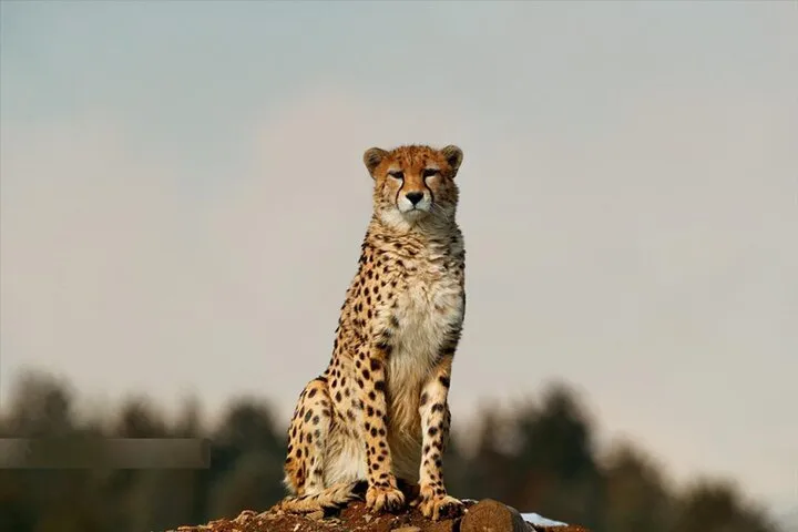 مشاهده یک یوزپلنگ آسیب‌دیده در توران
