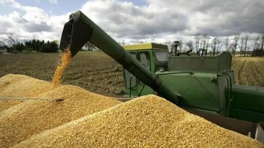 قیمت خرید تضمینی گندم در شورای قیمت‌گذاری اصلاح می‌شود