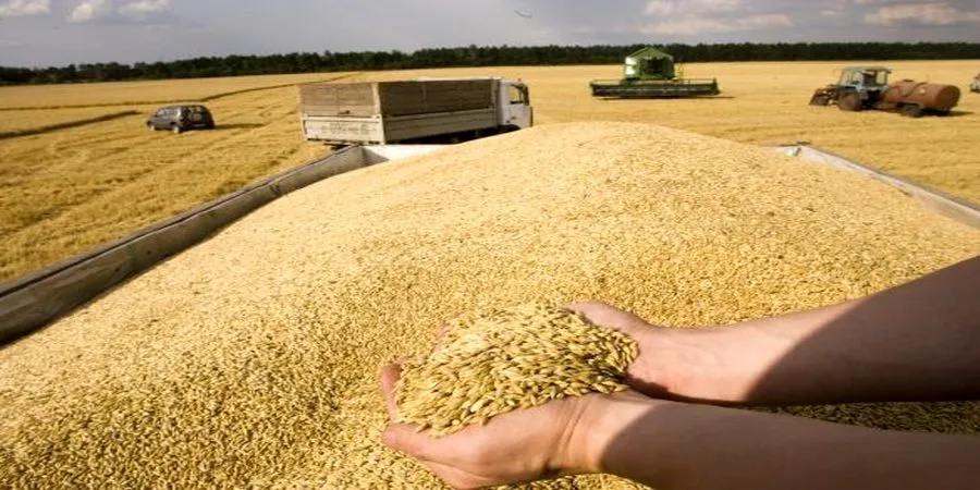 چرا خودکفایی گندم شکست خورد؟