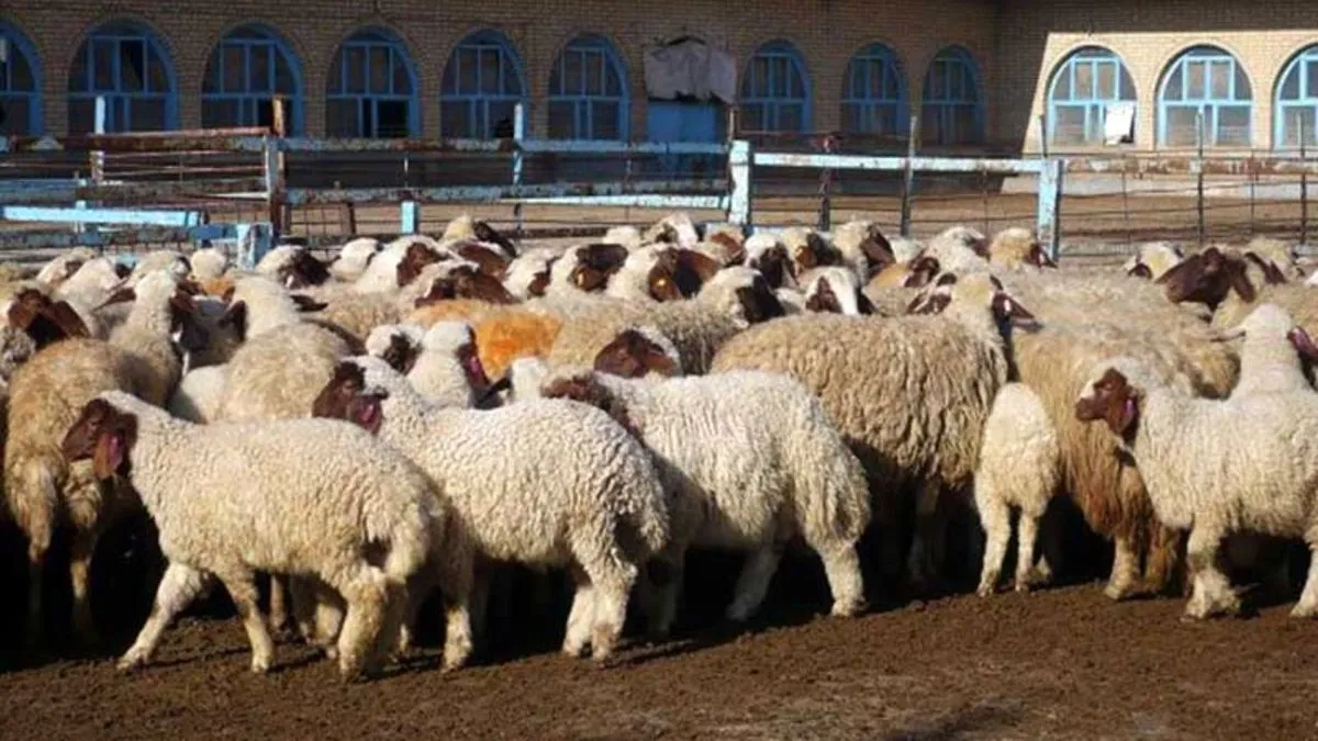 قیمت گوشت را مافیا تعیین می‌کند