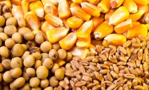 واردکنندگان نهاده‌های دامی صاحب کالای خود نیستند/تبعات مشکلات بخش توزیع را چه کسی پاسخگوست ؟