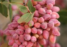 گلایه صادرکنندگان پسته/ دشواری روند خروج کالا و رویکرد کنترلی در مرزها