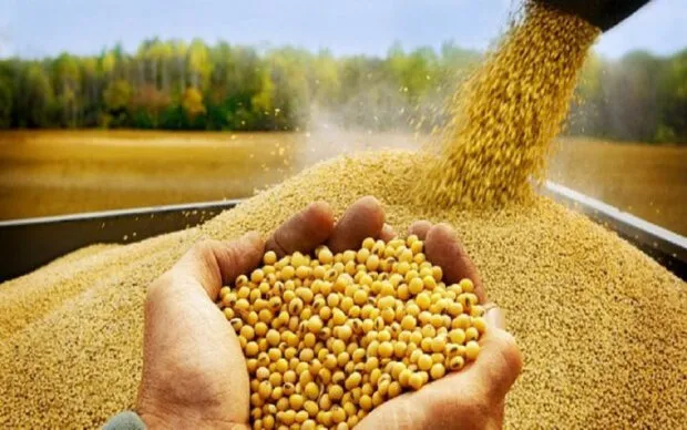تخصیص ارز واردات نهاده‌های دامی از اسفند متوقف است