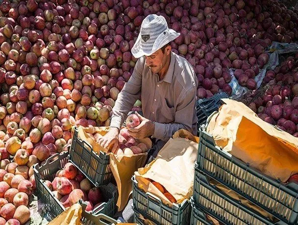 بازار محصولات کشاورزی دست دلال است