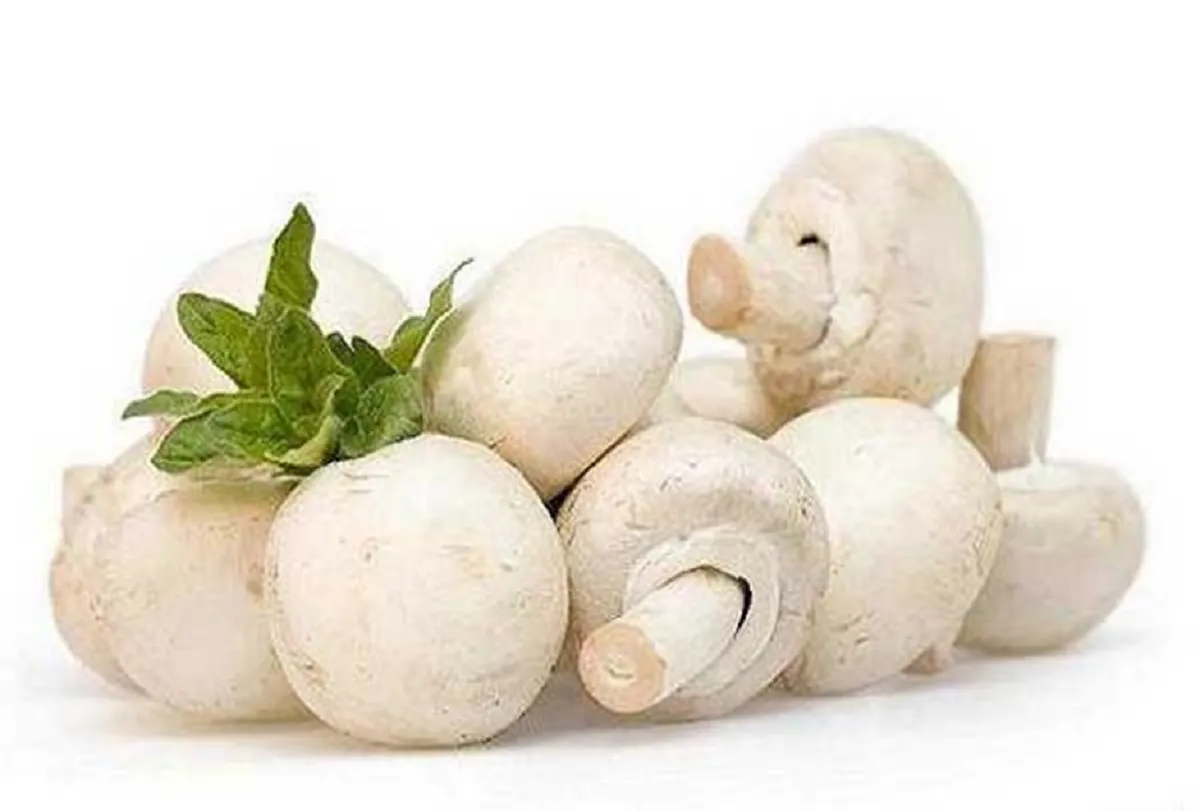 قارچ را چطور نگهداری کنیم؟