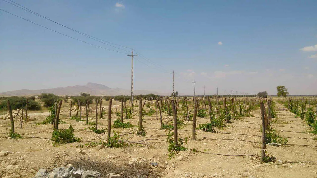 قطعی برق دست به گریبان تولیدات کشاورزی شد!