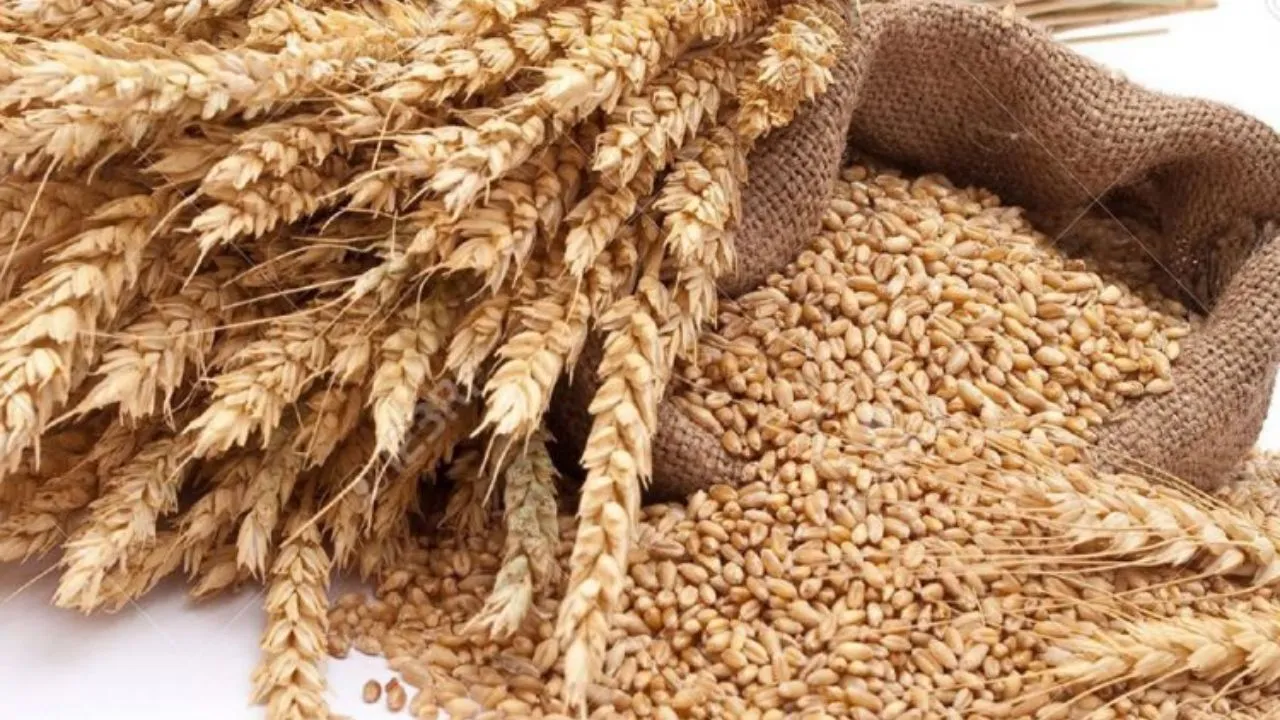 تسویه کامل مطالبات گندم‌کاران