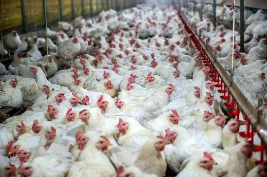سوء مدیریت در تأمین نهاده‌های دامی
