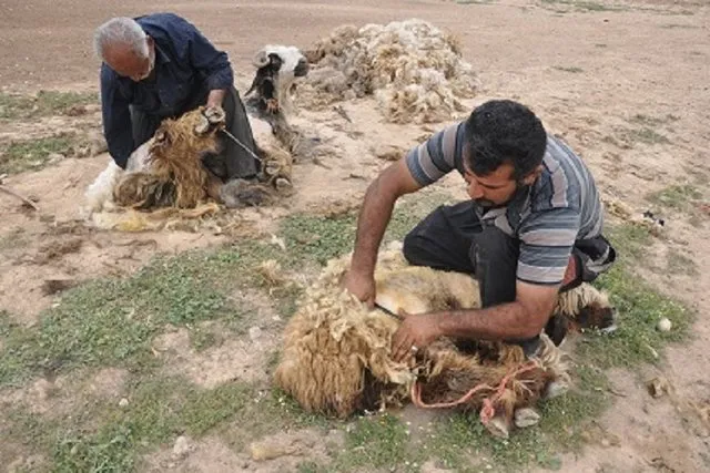مذاکره با صنایع خودروسازی و هواپیماسازی برای استفاده از پشم دام سبک