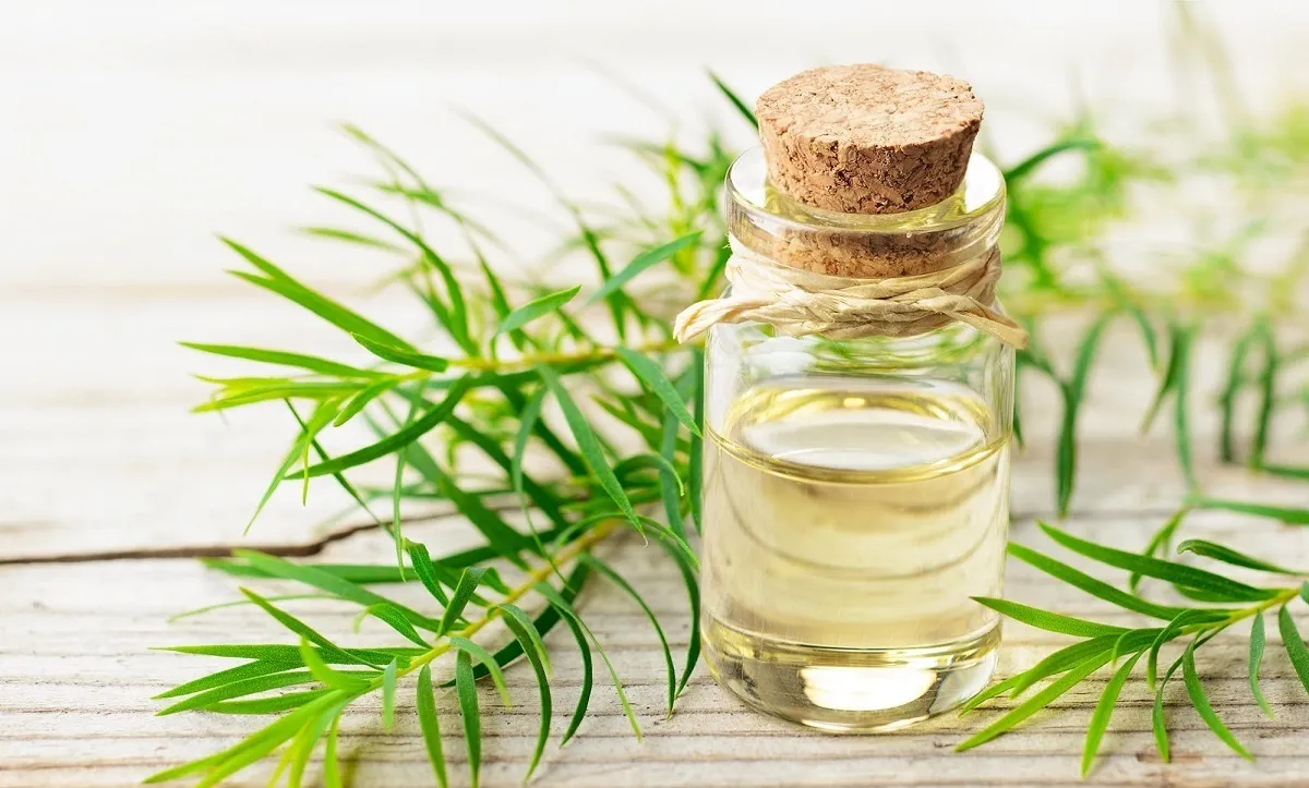 کاربردهای روغن درخت چای