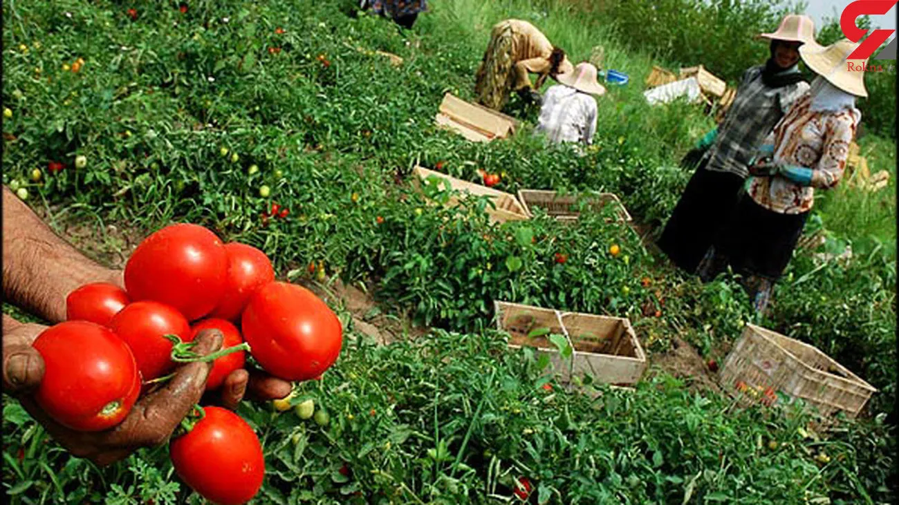بازگشت محموله‌های گوجه فرنگی از عراق به دلیل خرابی
