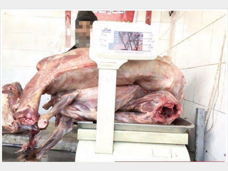 گوشت سگ