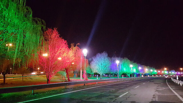 درختان ولیعصر