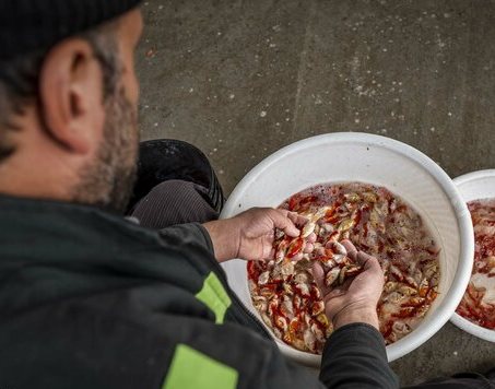 پرورش ماهی