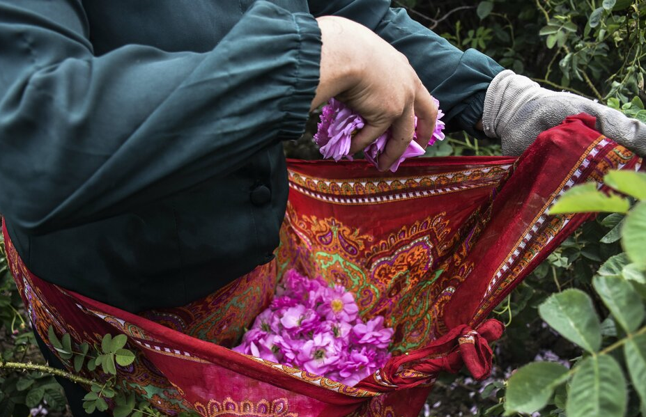 برداشت گل محمدی از مزارع مازندران (1)