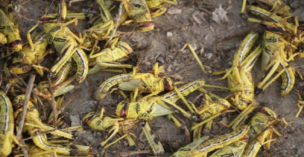 ملخ صحرایی