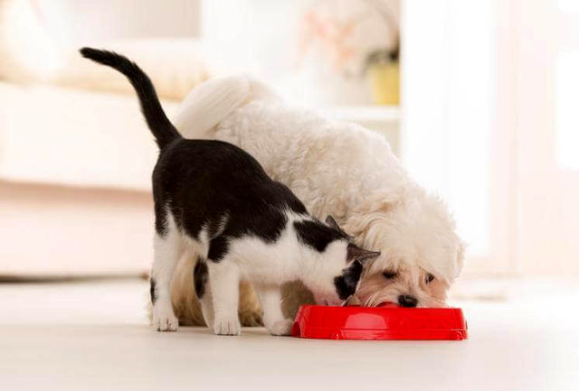 ممنوعیت غذای سگ و گربه