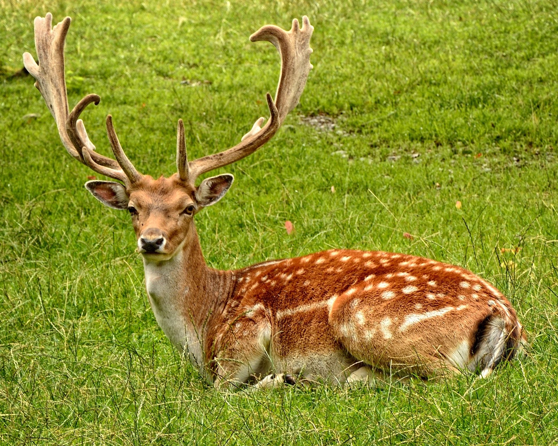 گوزن‌ مازندران