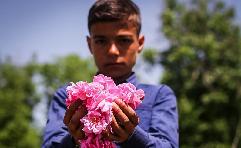 برداشت گل محمدی در بجنورد