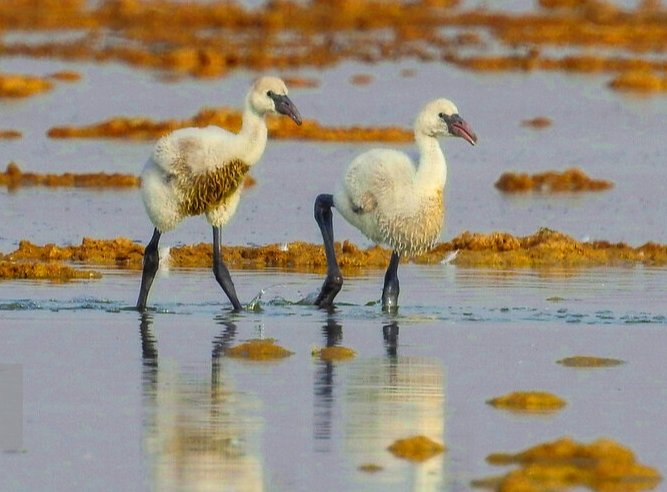 تالاب