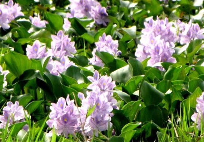 سنبل آبی