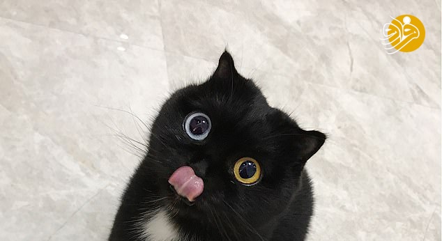 گربه‌ای عجیب با چشمانی ناهمرنگ