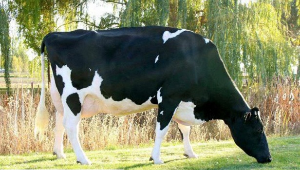 گران قیمت ترین گاو ماده دنیا