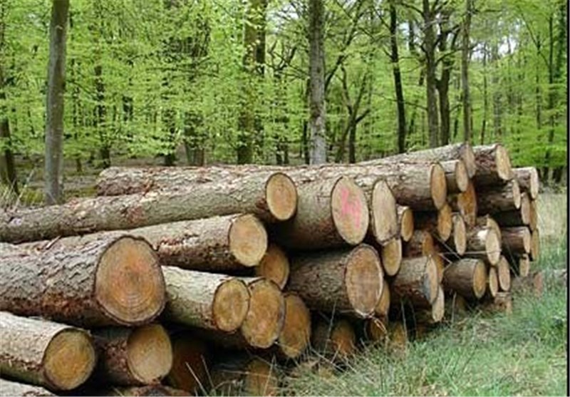 زراعت چوب در منطقه آزاد ارس