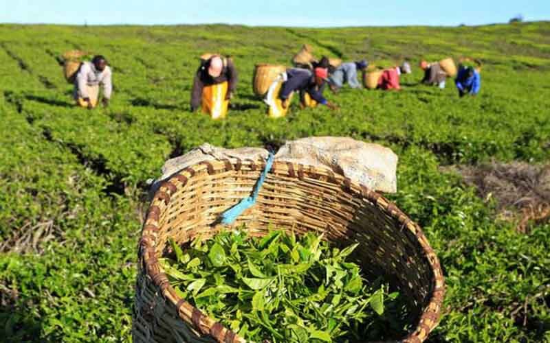 برداشت چای