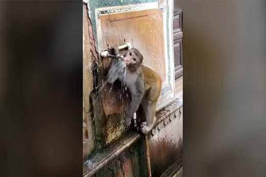 میمون تشنه